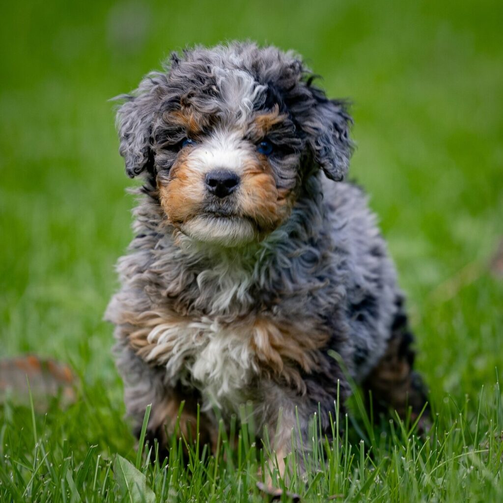 Bernedoodle Lancaster Pa