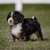 Lucy - Image 2
