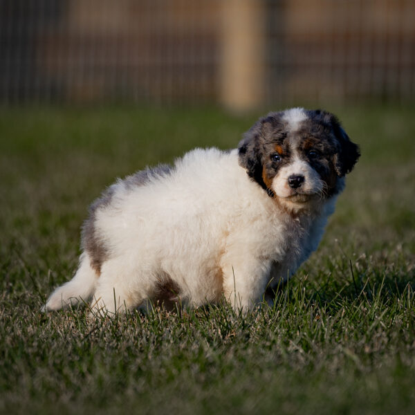 Arthur - Image 4
