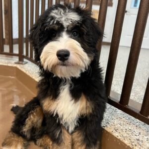 Multi Gen Bernedoodle