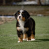 Cooper - Image 2