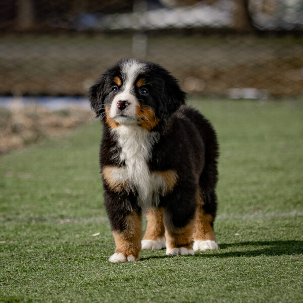 Cooper - Image 2