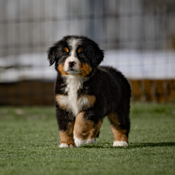Cooper