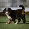 Cooper - Image 4