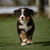 Cooper - Image 3