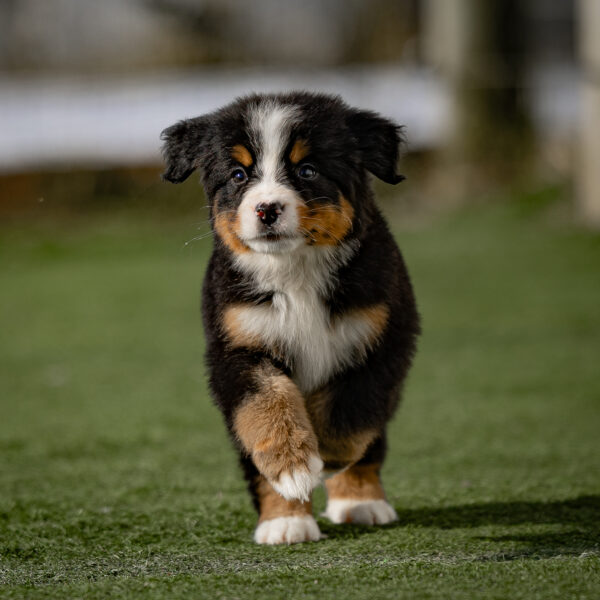 Cooper - Image 3