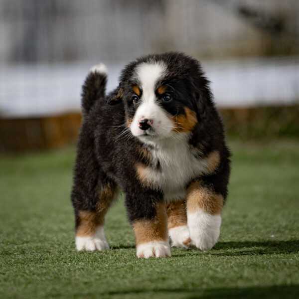 Carson - Image 3