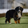 Francine - Image 5