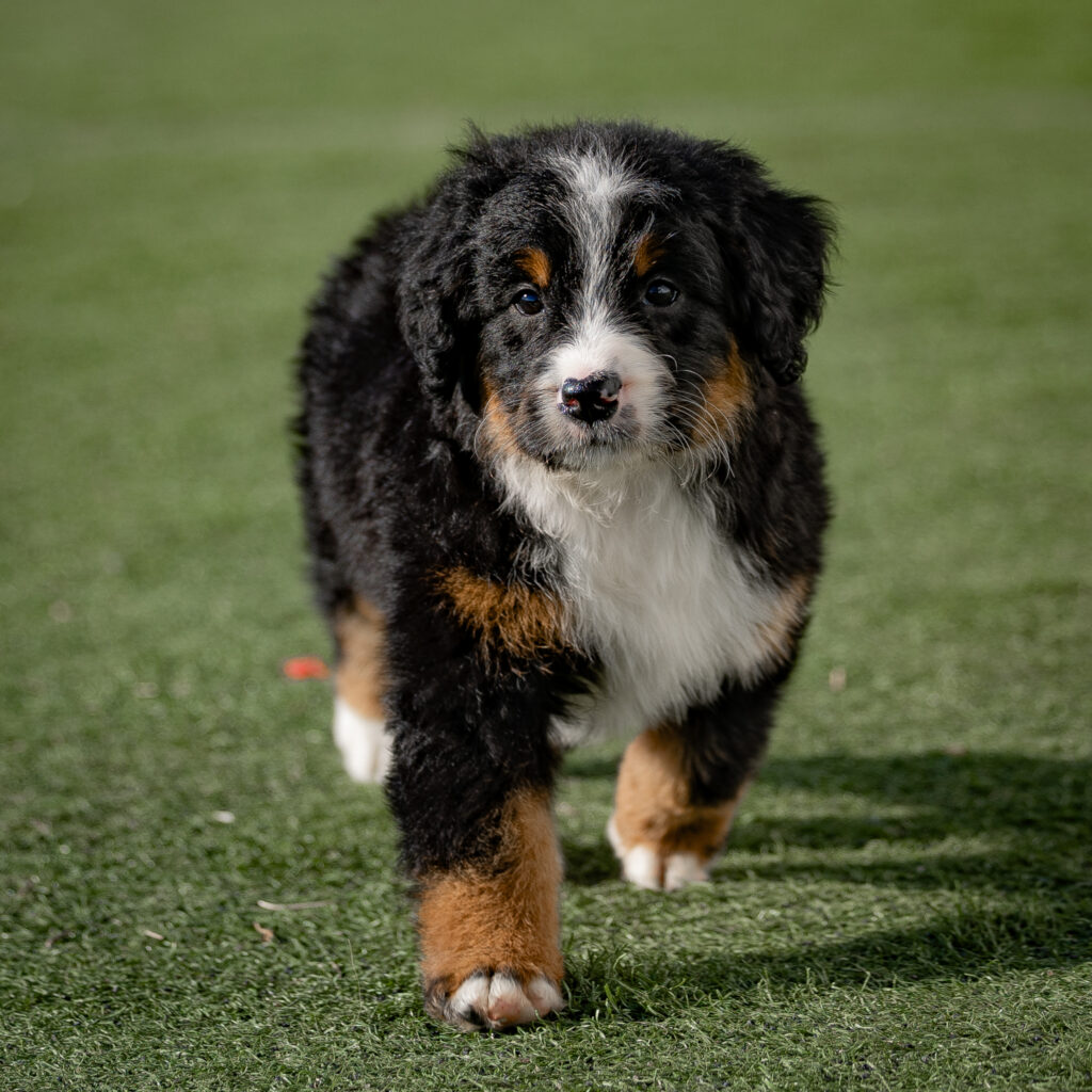 Francine | Berry Patch Puppies