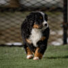 Francine - Image 4