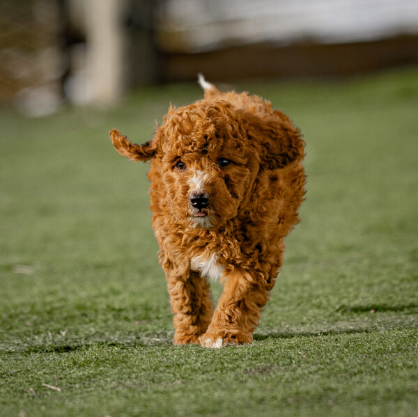 Griffin - Image 5