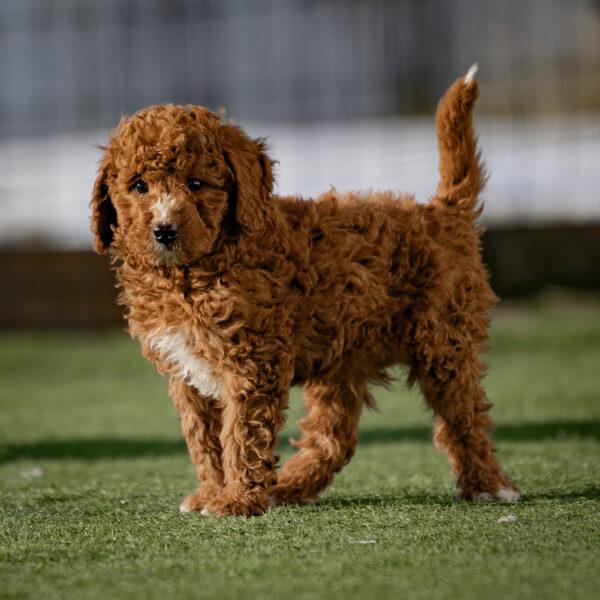 Griffin - Image 4