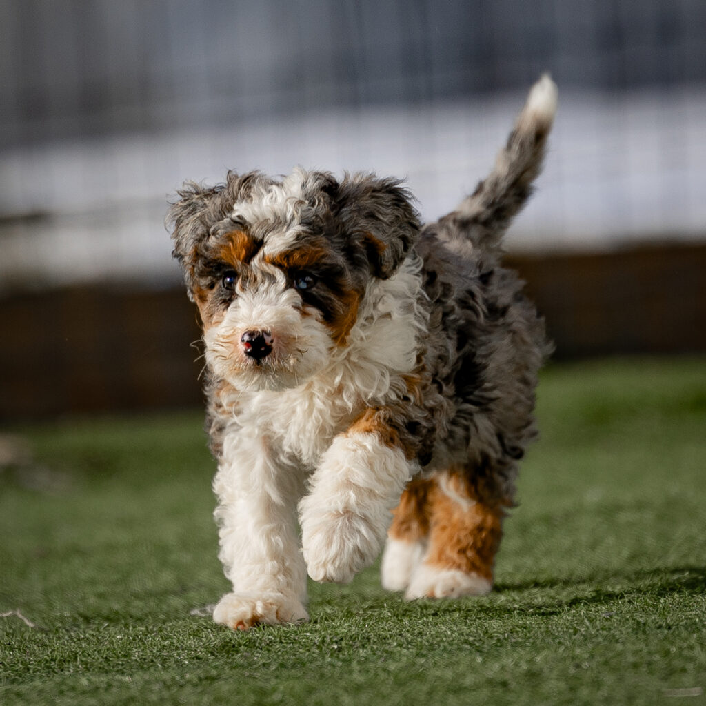 curly coat Miniature Bernedoodle Gigi