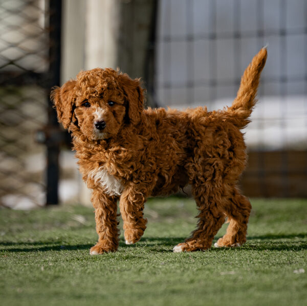 Griffin - Image 2