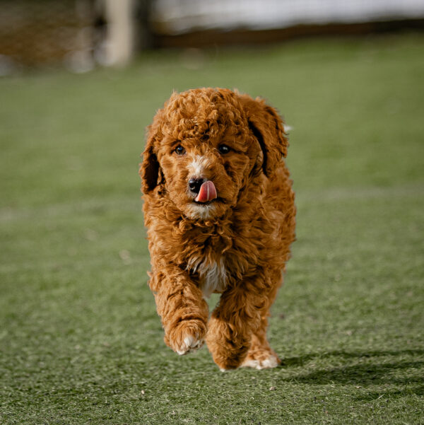 Griffin - Image 3