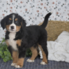 Hector - Image 3