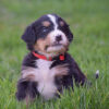 akc bernese mountain dog puppy