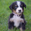 Bernese Mountain Dog AKC