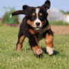 Bernese Mountain Dog Puppy Hazel