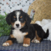 Harlow - Image 3
