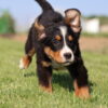 bernese mountain dog puppies for sale hazel