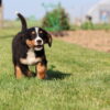bernese mountain dog puppy