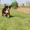 cute bernese mountain dog puppies