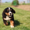 photos of bernese mountain dog puppies