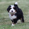 bernedoodle breeders