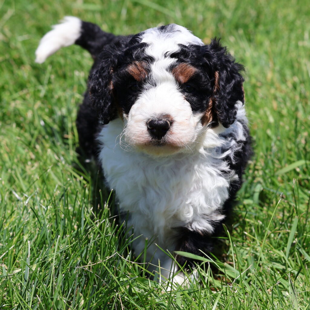 Available Miniature Bernedoodles Berry Patch Puppies