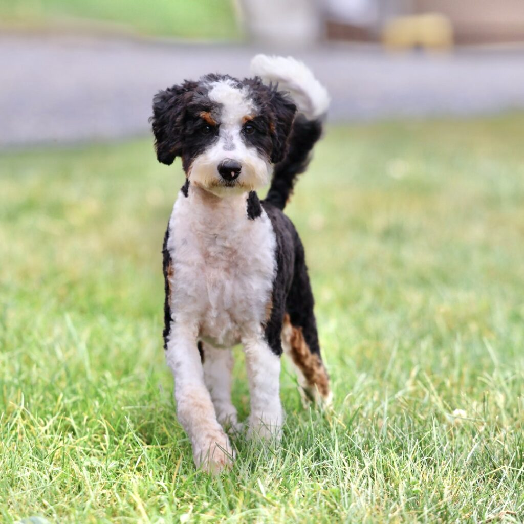 bernedoodle puppies
