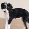 bernedoodle puppies