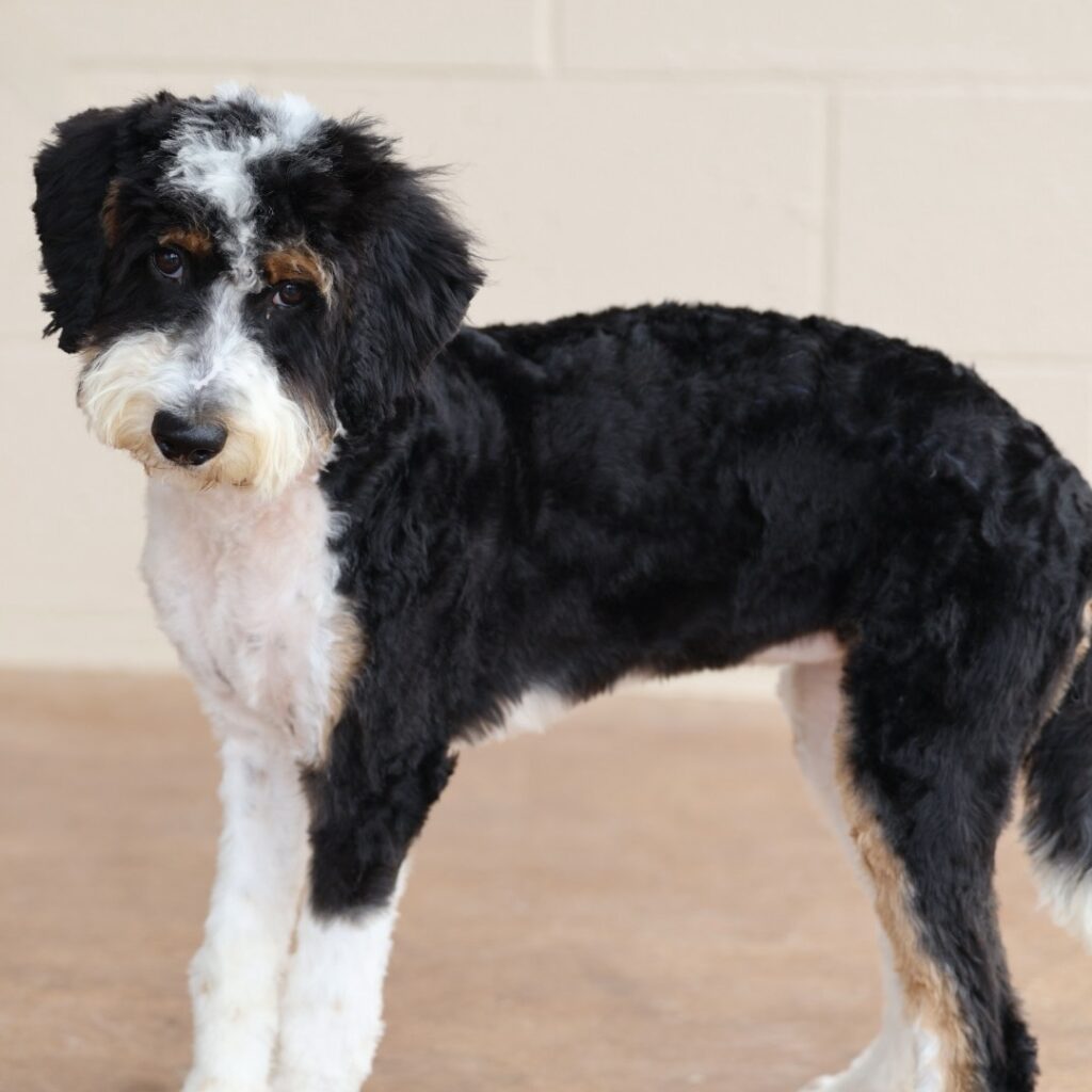 bernedoodle puppies