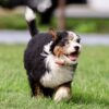 Mazie - Image 3