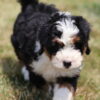 bernedoodle puppies pa