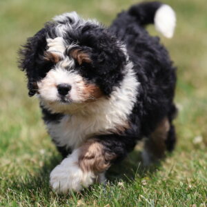 bernedoodle puppy lancaster pa