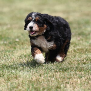 bernedoodles lancaster
