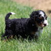 black tri color bernedoodle puppy ken