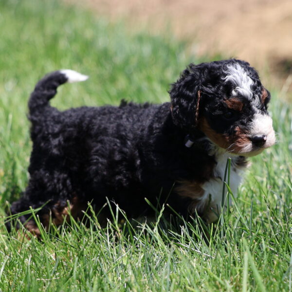 black tri color bernedoodle puppy ken