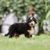 black tri color bernedoodle puppy