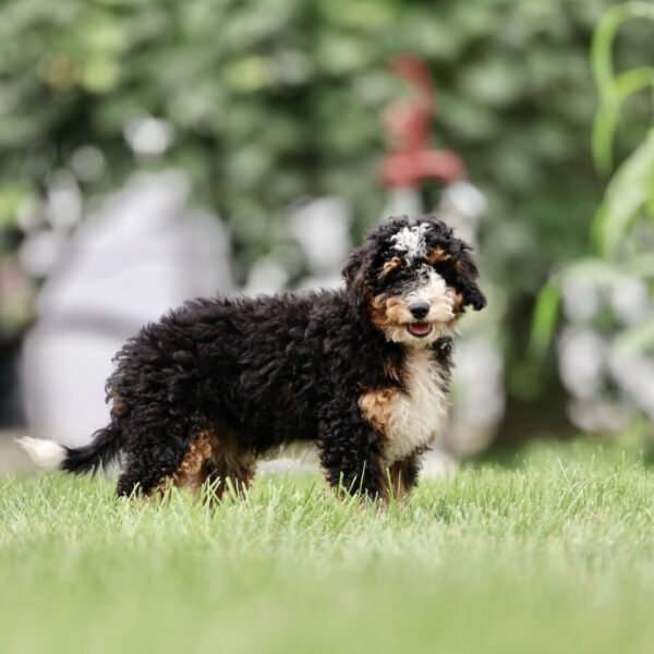 black tri color bernedoodle puppy