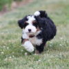 f1 bernedoodle puppy