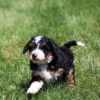 female bernedoodle puppy ken
