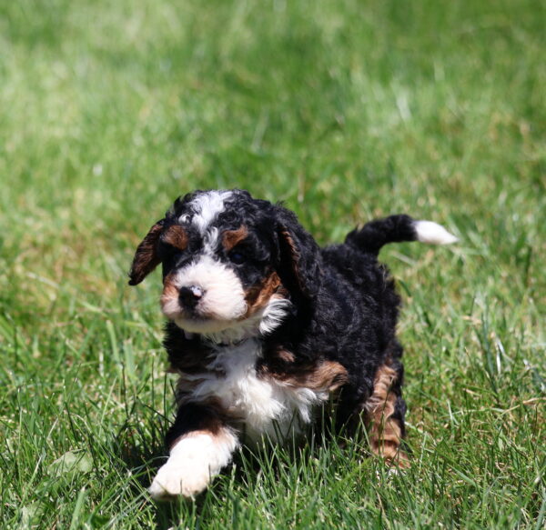 female bernedoodle puppy ken