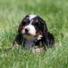 lancaster berndoodles ken