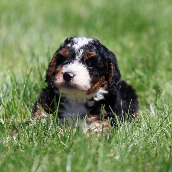 lancaster berndoodles ken