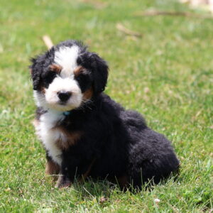 lancaster bernedoodle lewis