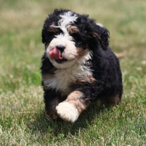 Maverick