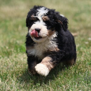 lancaster bernedoodle puppies