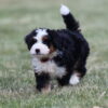 lancaster puppies bernedoodle
